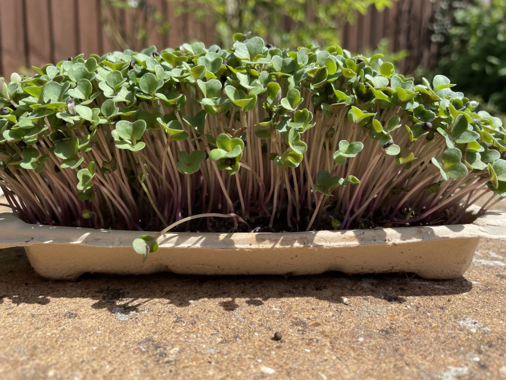 Broccoli microgreens grown in an Eco Greens tray