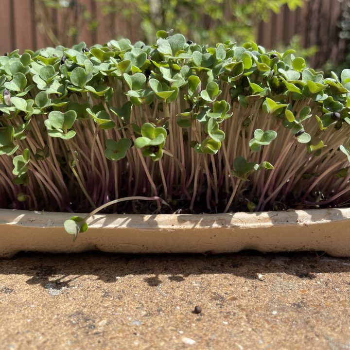 Broccoli Eco Grow Kit