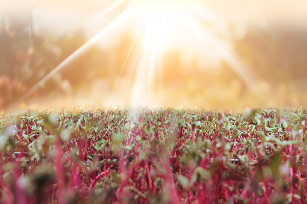 Microgreens in the sun