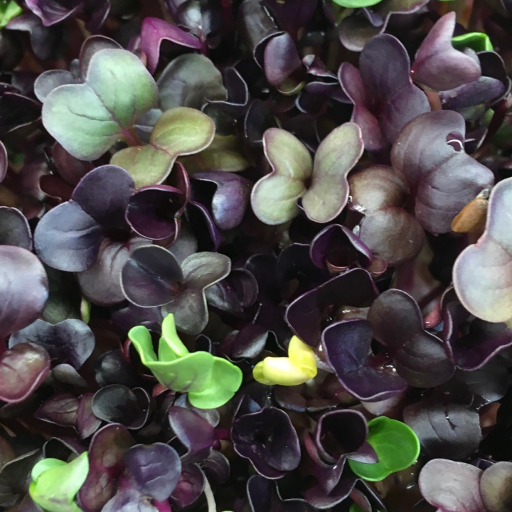 Radish Eco Grow Kit