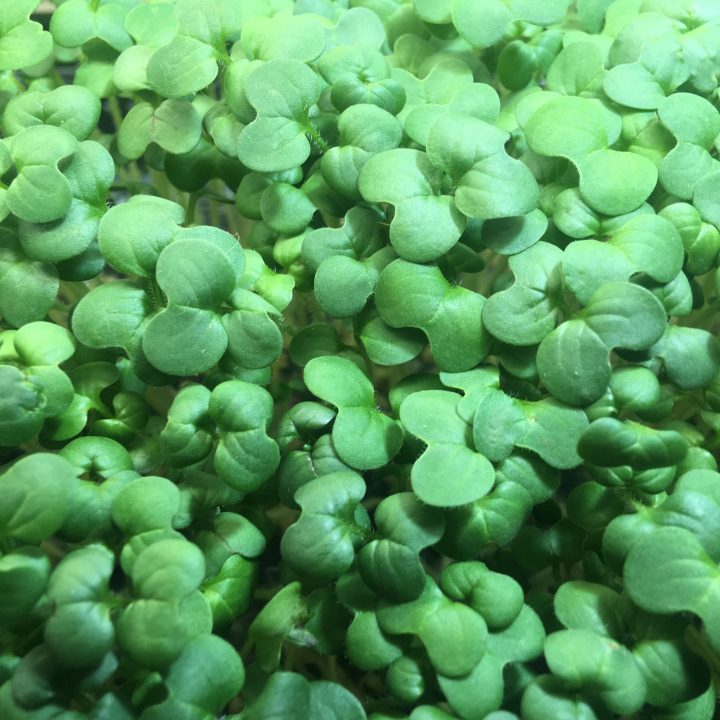 Mustard Eco Grow Kit