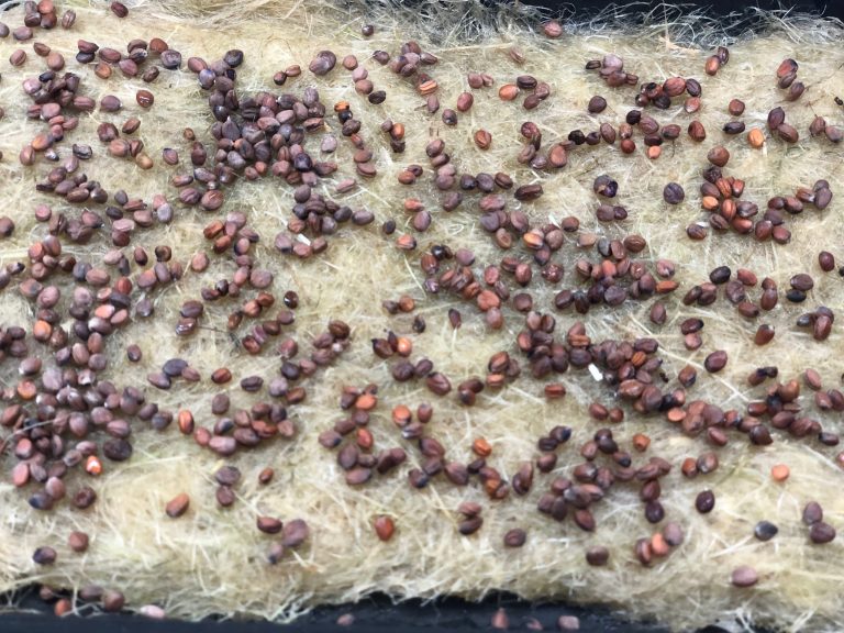 Seeds on a germination mat
