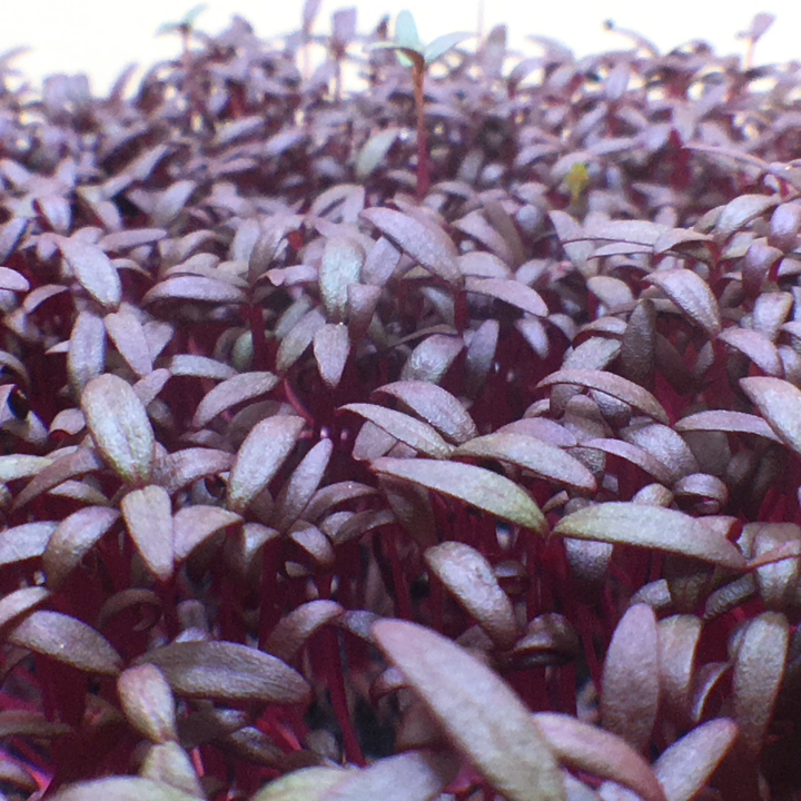 Red Amaranth Eco Grow Kit
