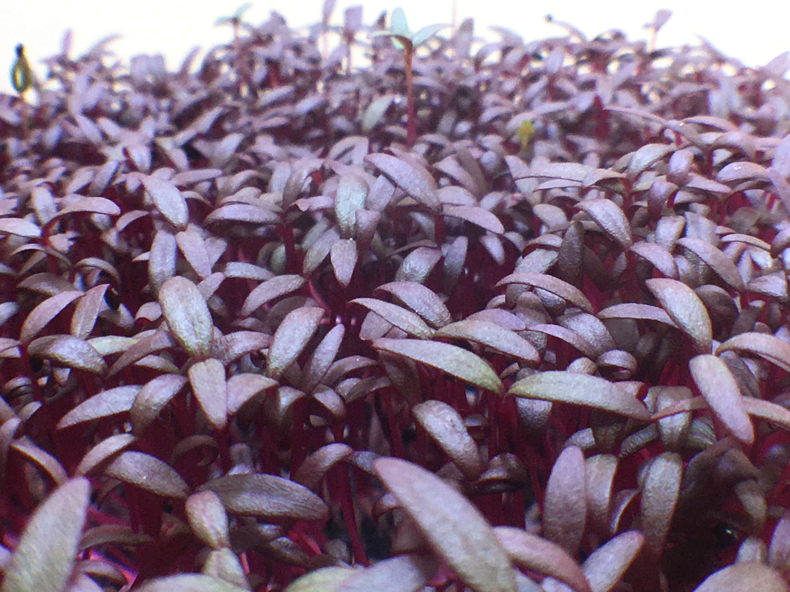 Red Amaranth Eco Grow Kit