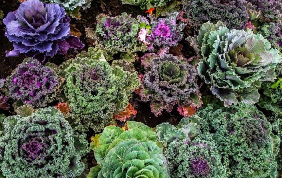 Health benefits of kale microgreens